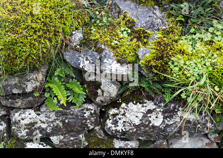 Wall with moss, Burren, Co. Clare, Ireland Stock Photo