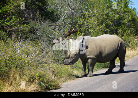 White Rhino in the Kruger National Park Stock Photo