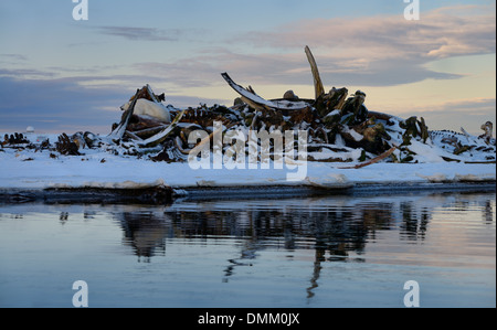 Polar Bear resting on a pile of whale bones on Barter Island Arctic Ocean Alaska Stock Photo