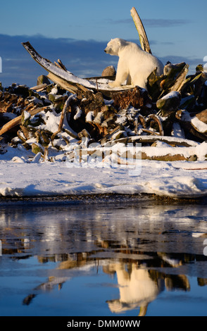 Male Polar bear with eyes closed on the whale bone pile on Barter Island Kaktovik Alaska USA reflected in water of Beaufort Sea Arctic Ocean Stock Photo