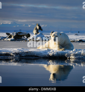 Male polar bear lying on Barter Island with reflection in Kaktovik Lagoon Alaska and whale bones and mountains Stock Photo