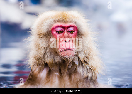 Macaques bath in hot springs in Nagano, Japan. Stock Photo