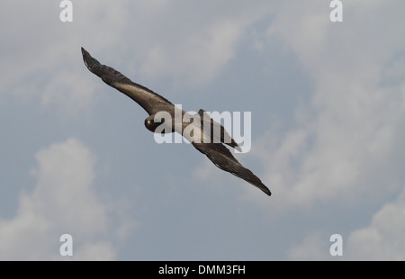 yellowbilled kite, milvus aegyptius in flight Stock Photo