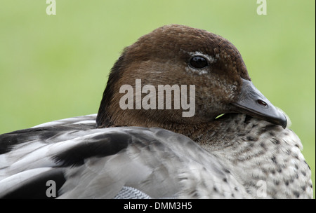 Australian wood (maned) duck chenonetta jubata Stock Photo