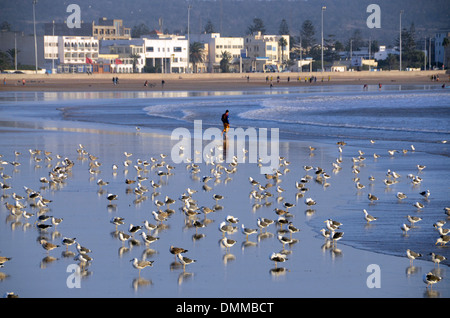 Seagulls on the beach in Essaouira Morocco Stock Photo