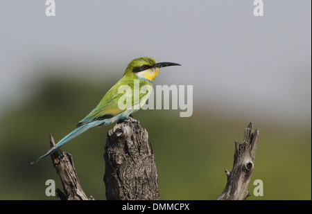 Swallowtailed bee-eater Stock Photo