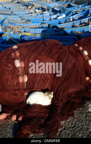 White cat sitting in the early morning light on nets on Fishermen's boats moored at Essaouira Port, Morocco Stock Photo