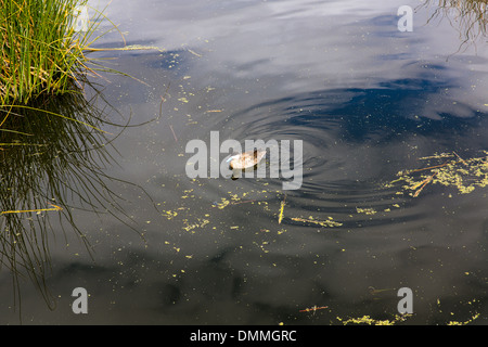 Aquatic seabirds in lake Titicaca National Reservation  Ballestas Islands Peru South America.This birds hunters of fish and Stock Photo