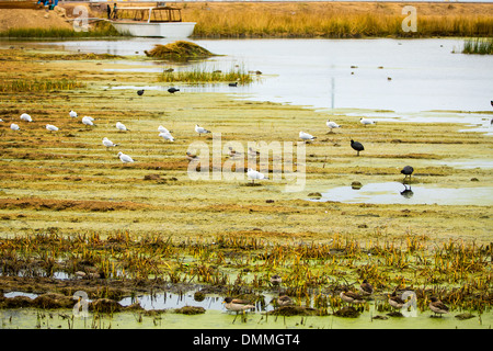 Aquatic seabirds in lake Titicaca National Reservation  Ballestas Islands Peru South America.This birds hunters of fish and Stock Photo