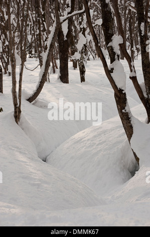 Stream through the woods Stock Photo - Alamy