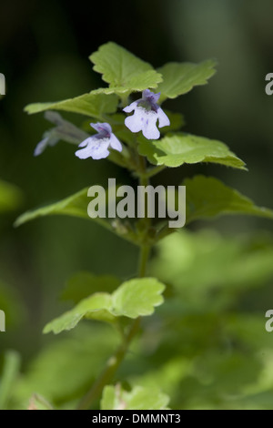 ground ivy, glechoma hederacea Stock Photo