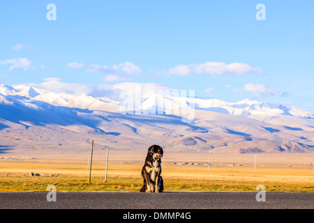 Tibetan mastiff at Tibet Stock Photo