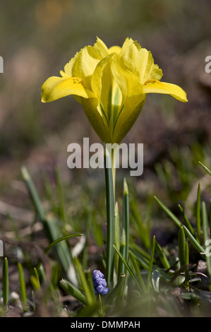 danford iris, iris danfordiae Stock Photo