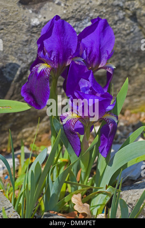 crimean iris, iris lutescens Stock Photo