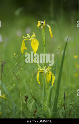 yellow flag, iris pseudacorus Stock Photo