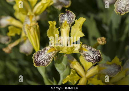 hungarian iris, iris variegata Stock Photo