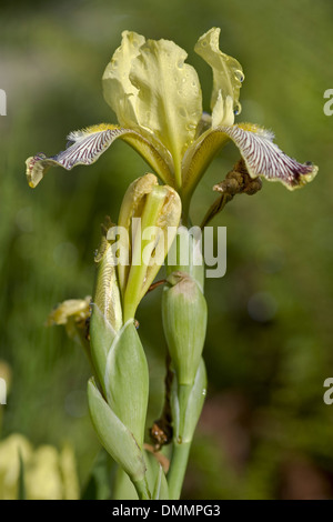 hungarian iris, iris variegata Stock Photo