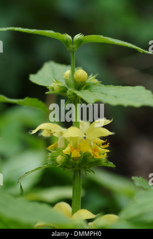 yellow archangel, lamium galeobdolon Stock Photo