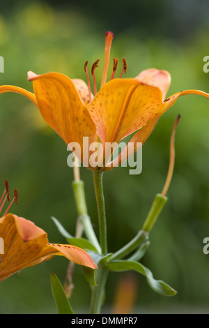 fire lily, lilium bulbiferum Stock Photo