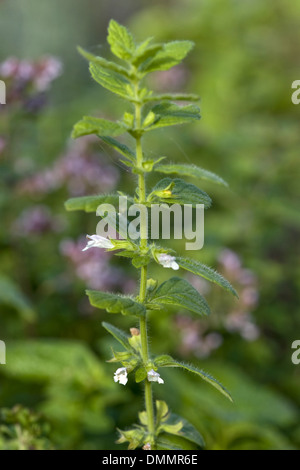 lemon balm, melissa officinalis Stock Photo