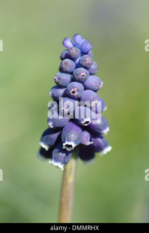 common grape hyacinth, muscari neglectum Stock Photo