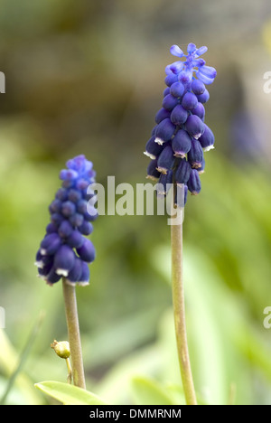 common grape hyacinth, muscari neglectum Stock Photo