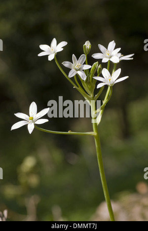 star-of-bethlehem, ornithogalum umbellatum Stock Photo