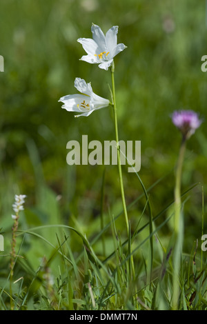 st bruno's lily, paradisea liliastrum Stock Photo