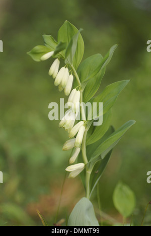 salomon's seal, polygonatum multiflorum Stock Photo