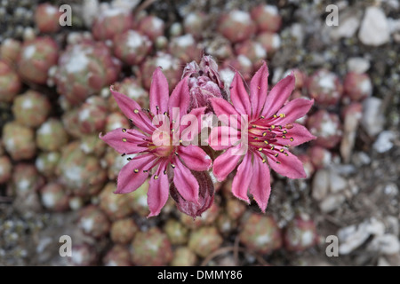 Cobweb houseleek (Sempervivum arachnoideum) Stock Photo