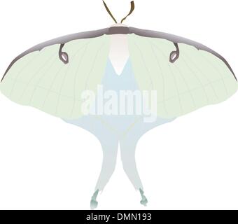 Vector drawing of butterfly Saturniidae Stock Vector