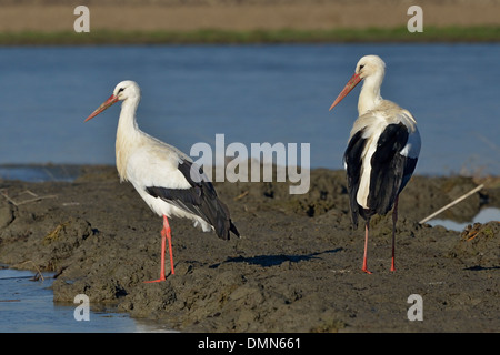 a pair of White Storks (Ciconia ciconia) in a marsh, Cicogne e Anatidi center at Racconigi, Piedmont, Italy Stock Photo