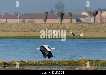 a White Stork flying over the marsh of the Cicogne e Anatidi center, Racconigi, Piedmont, Italy Stock Photo