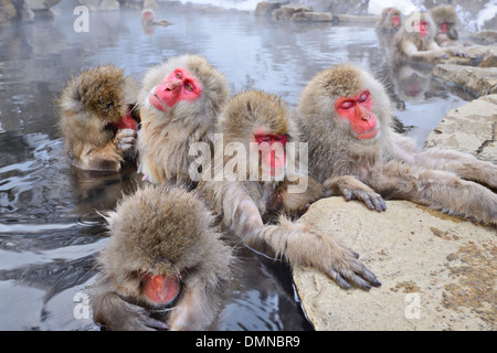 Macaques bath in hot springs in Nagano, Japan. Stock Photo
