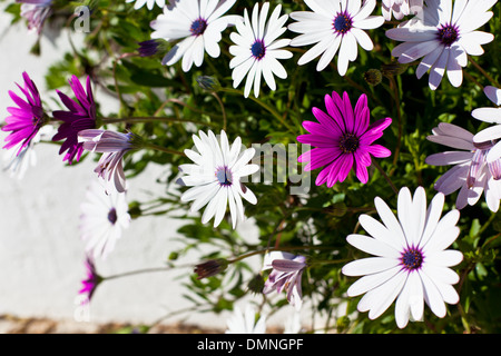 Osteospermum flowers at Sunny Day. Horizontal shot Stock Photo