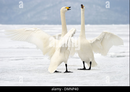 Whooper Swan (Cygnus cygnus) adults, during courtship on snow covered frozen lake, Lake Kussharo, Akan N.P., Hokkaido, Japan, Stock Photo