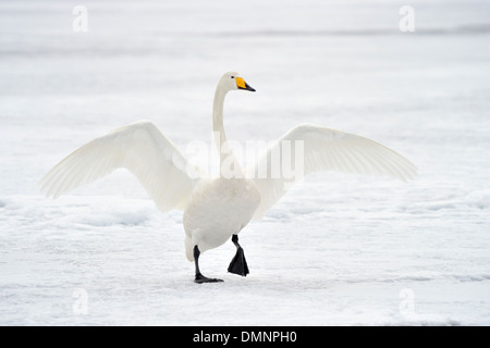 Whooper Swan (Cygnus cygnus) adult, display during courtship on snow covered frozen lake, Lake Kussharo, Hokkaido, Japan Stock Photo