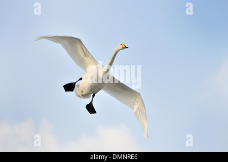 Whooper swan flying against blue sky. Stock Photo