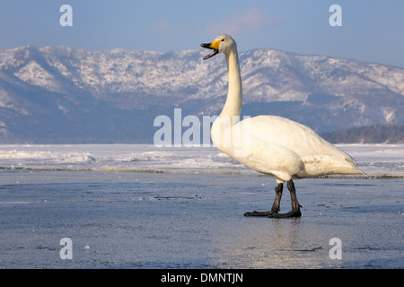 Whooper swan trumpeting and walking on frozen lake. Stock Photo