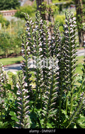 Spiny Bears Breeches, Acanthus spinosus, Acanthaceae
