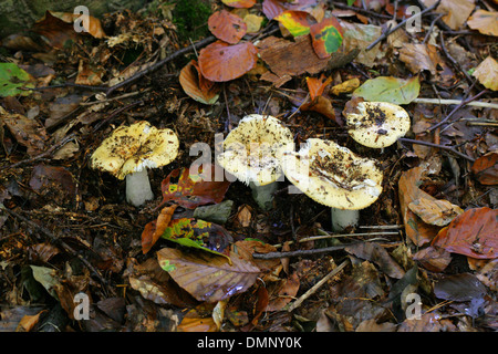 Ochre Brittlegill, Russula ochroleuca, Russulaceae. Stock Photo