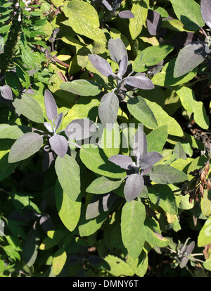 Sage, Garden Sage or Common Sage, Salvia officinalis, Lamiaceae. Stock Photo