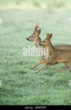 Netherlands, 's-Graveland, Rural estate called Spanderswoud. Roe or deer Stock Photo