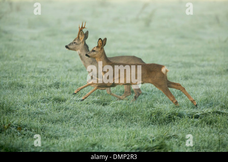 Netherlands, 's-Graveland, Rural estate called Spanderswoud. Roe or deer Stock Photo