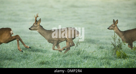 Netherlands, 's-Graveland, Rural estate called Spanderswoud. Roe or deer Stock Photo