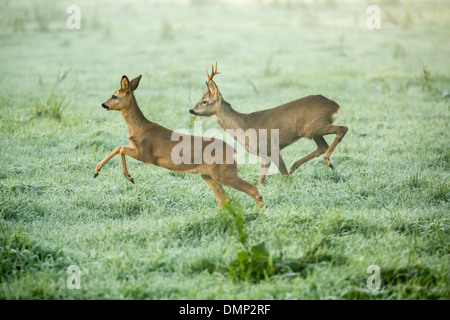 Netherlands, 's-Graveland, Rural estate called Spanderswoud. Roe or deer Stock Photo