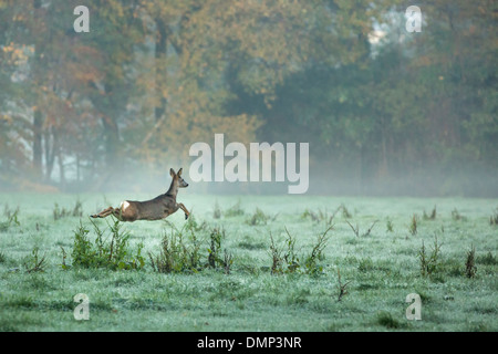 Netherlands, 's-Graveland, Rural estate called Spanderswoud. Roe or deer Stock Photo