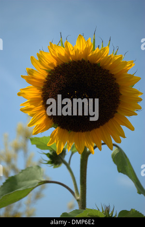 photograph of a bright yellow sunflower (Helianthus annuus), against a bright blue background. Stock Photo