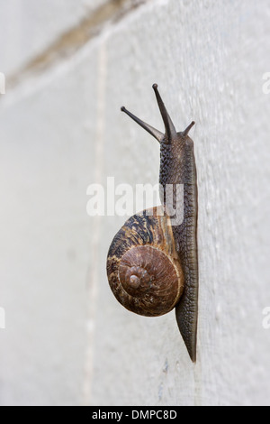 Common garden snail (Helix aspersa / Cornu aspersum / Cryptomphalus aspersus), garden pests climbing white wall Stock Photo