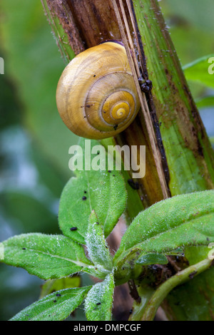Close up of copse snail (Arianta arbustorum) on stalk in garden Stock Photo